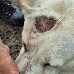 Kontrolori prisli necakane chovatel prisiel o 32 psov