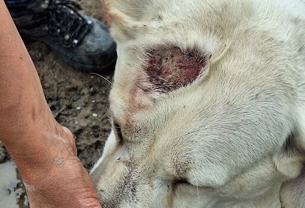 Kontrolori prisli necakane chovatel prisiel o 32 psov