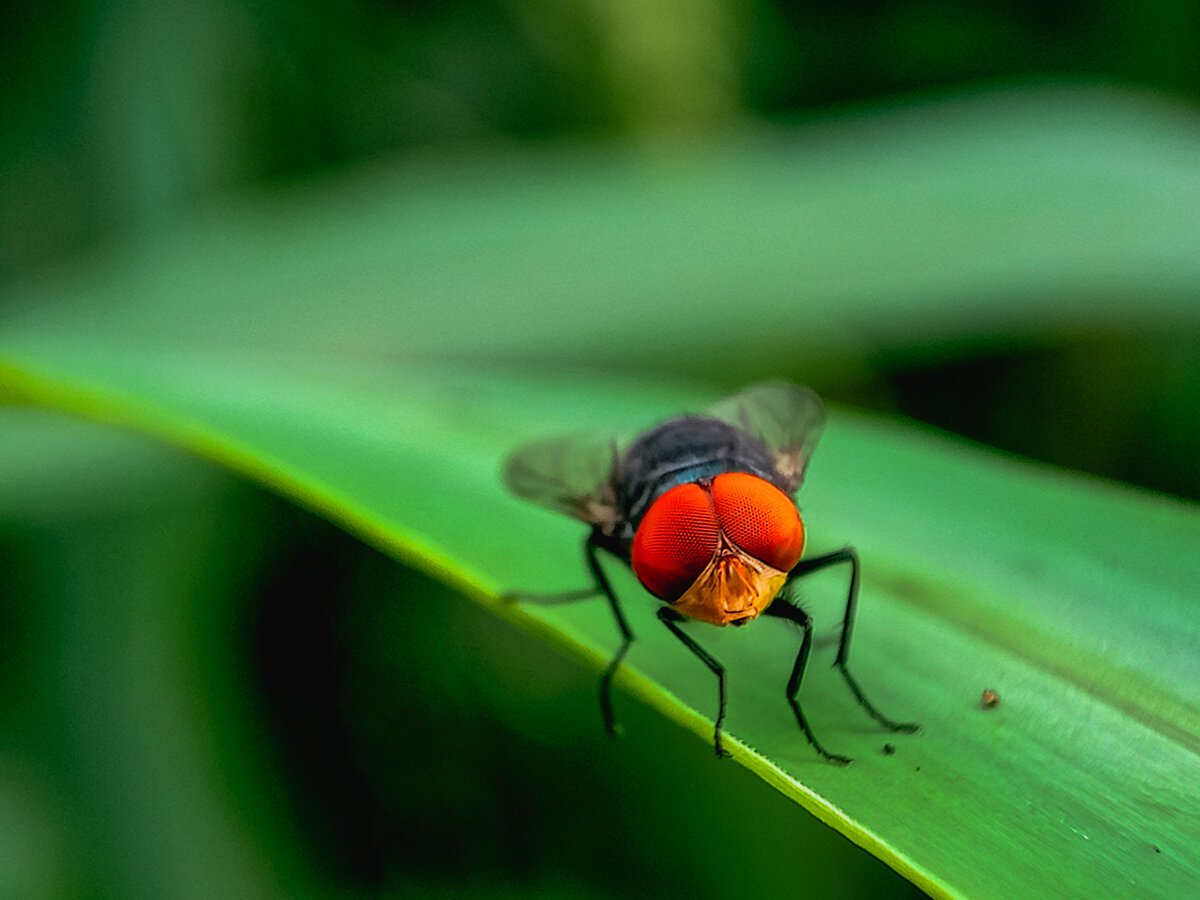 Masozrava larva sa blizi k hraniciam USA