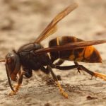 Statni ochranari dostali 701 hlaseni o srsnoch