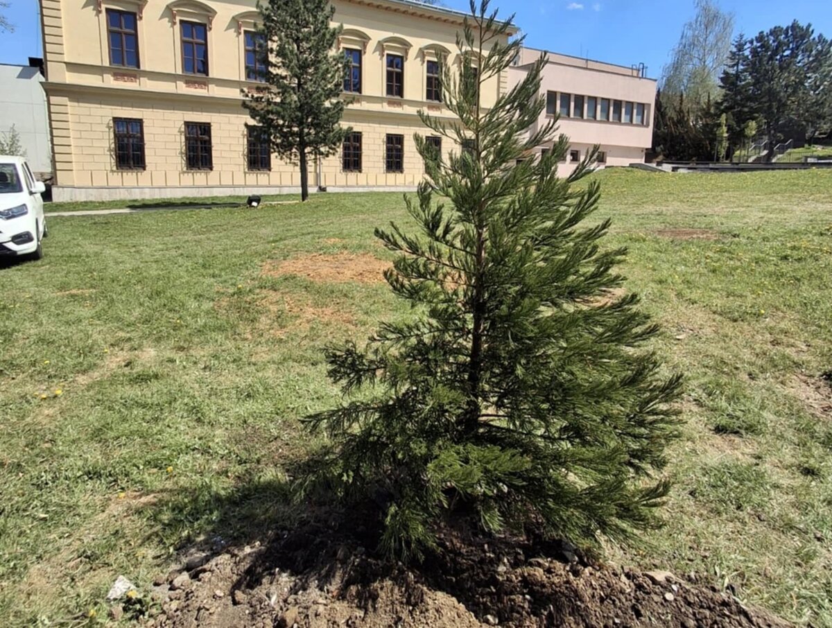 V areali Podtatranskeho muzea vysadili najvacsi strom na Zemi