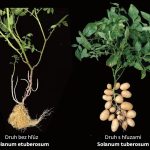 Bez paradajky by neboli zemiaky Odhalili ako vznikli hluzy