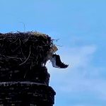 Bocian sa zamotal do siete a uviazol na komine