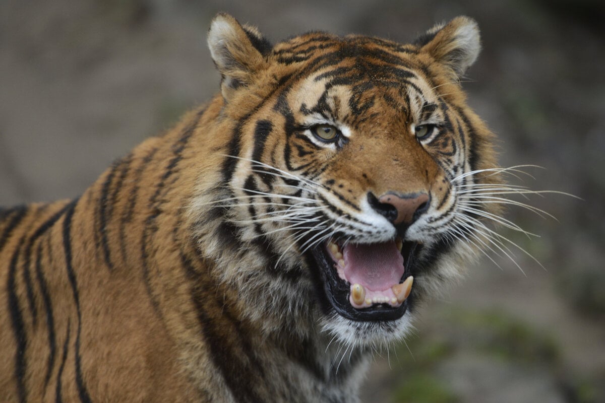 Tiger usmrtil osetrovatela v Jeruzalemskej biblickej zoo