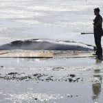 Vraskavec minke neprezil zrazku s clnom pri New Jersey