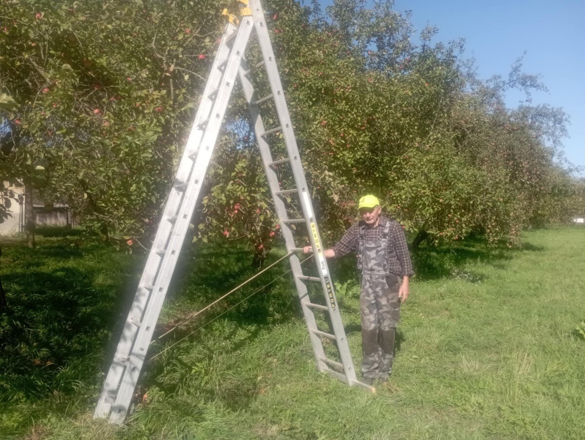 Pavol zveladuje stary jablkovy sad v Bytci