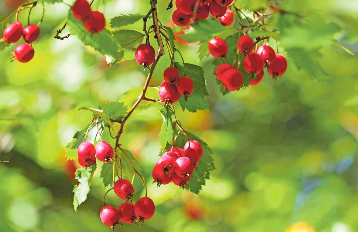 Spoznajte recepty z hlohu a jeho vyhody