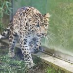 V kosickej zoo pribudne par velkych mackovitych seliem