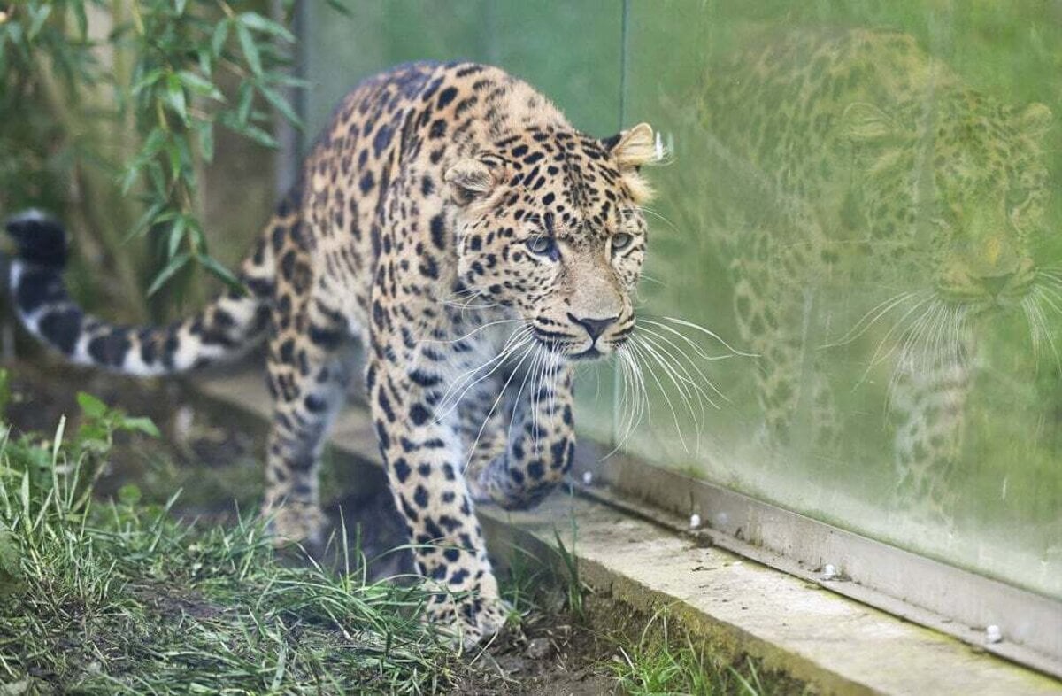 V kosickej zoo pribudne par velkych mackovitych seliem