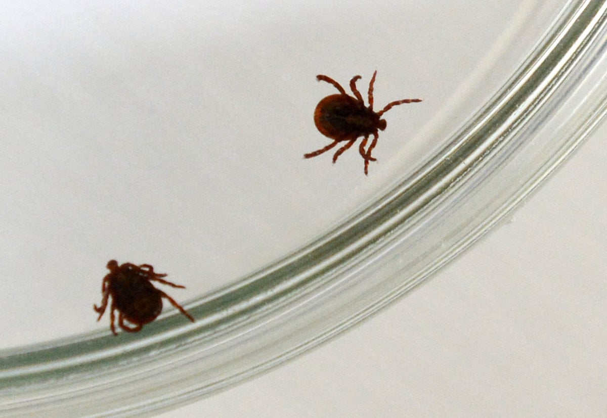 Juh Ciech bojuje s vlnou boreliozy