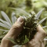 Na zahrade pestoval konope niekto ho udal