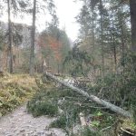 Vietor v noci v Tatrach vyvracal stromy