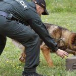 MV SR nakupi nove koterce pre policajne psy za 659000 eur