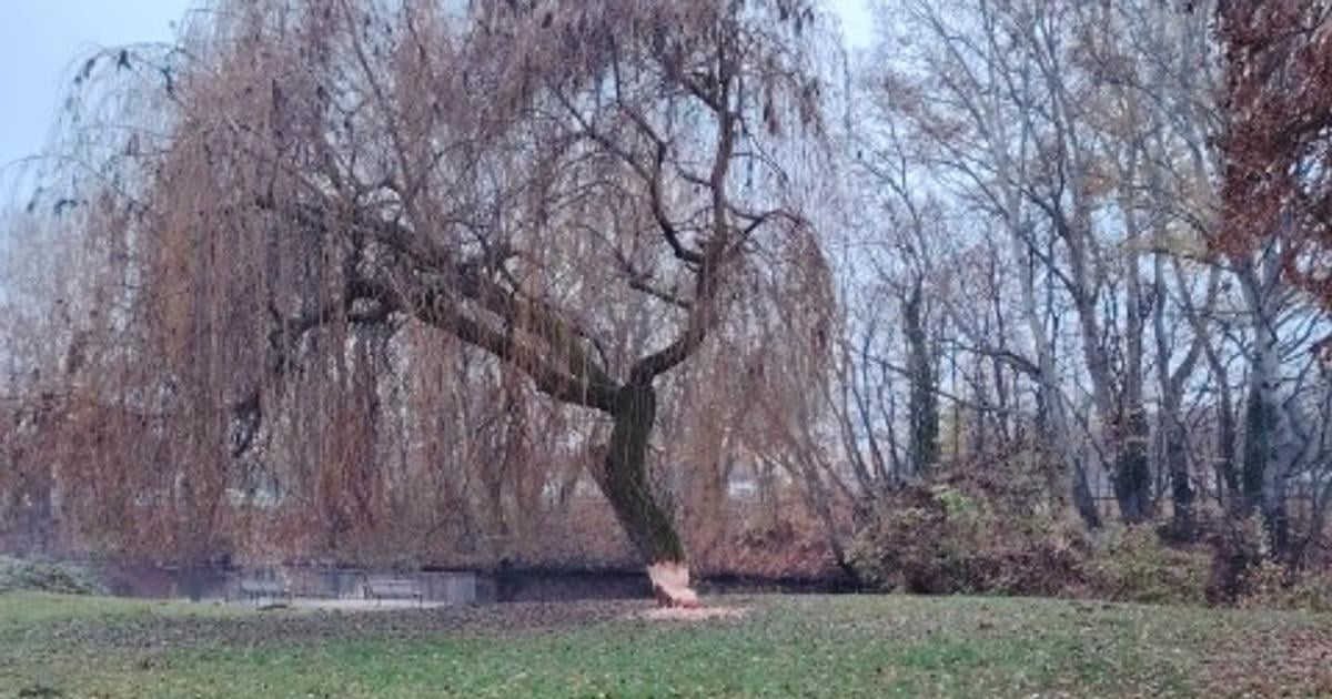 Obrovsky strom v parku poskodil bobor museli ho vypilit