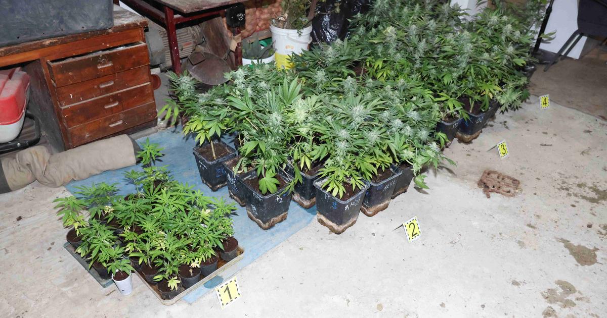 Policajti odhalili pestovatela konope a zhabali rastliny