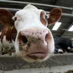 Priemerna nakupna cena suroveho kravskeho mlieka v auguste vzrastla