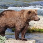 V Rumunsku sa bude pokutovat krmenie medvedov