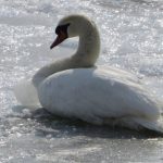 V obci Hamuliakovo potvrdili vtaciu chripku