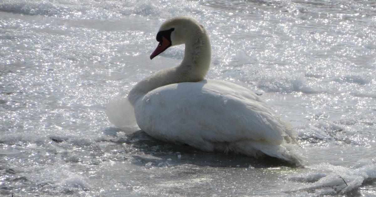 V obci Hamuliakovo potvrdili vtaciu chripku