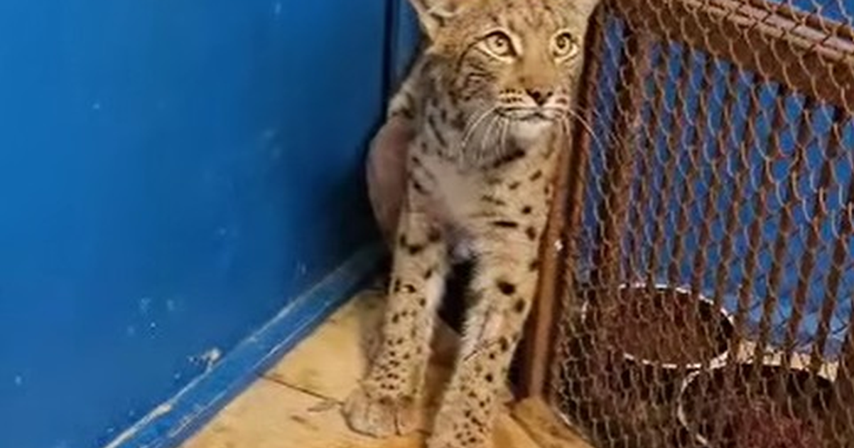 Vazne zraneny rys z Mytnej uz sa zotavuje