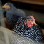 Viacere europske krajiny prijimaju opatrenia proti vtacej chripke H5N1