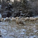 Pastieri patrili k vianocnym sviatkom a divadlam