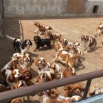 Policia vykonala najvacsi zasah proti mnozeniu psov