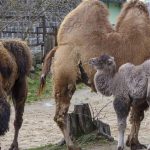 Pre zvierata v zoo je dolezity nemenny rezim na Stedry den