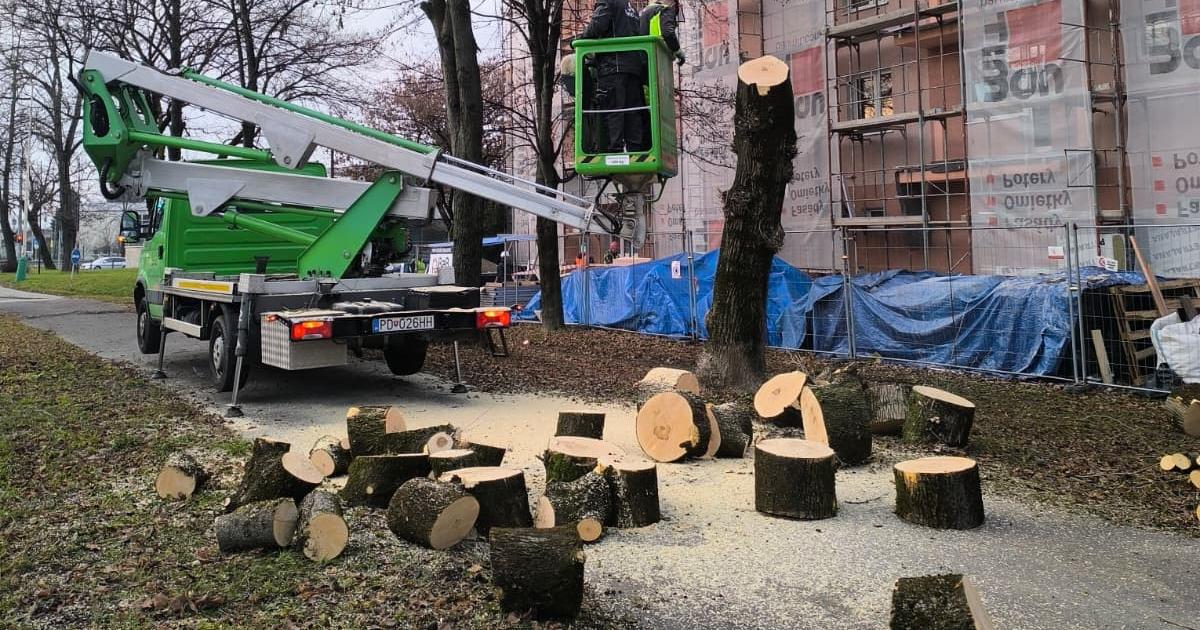 V Prievidzi bojuju s invazivnou drevinou ohrozuje povodne druhy