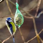 Verejnost moze opat v januari pocitat vtaky na krmidlach