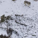 Finsko Polovnici na prvy den zrusenia zakazu lovu zabili 12 vlkov