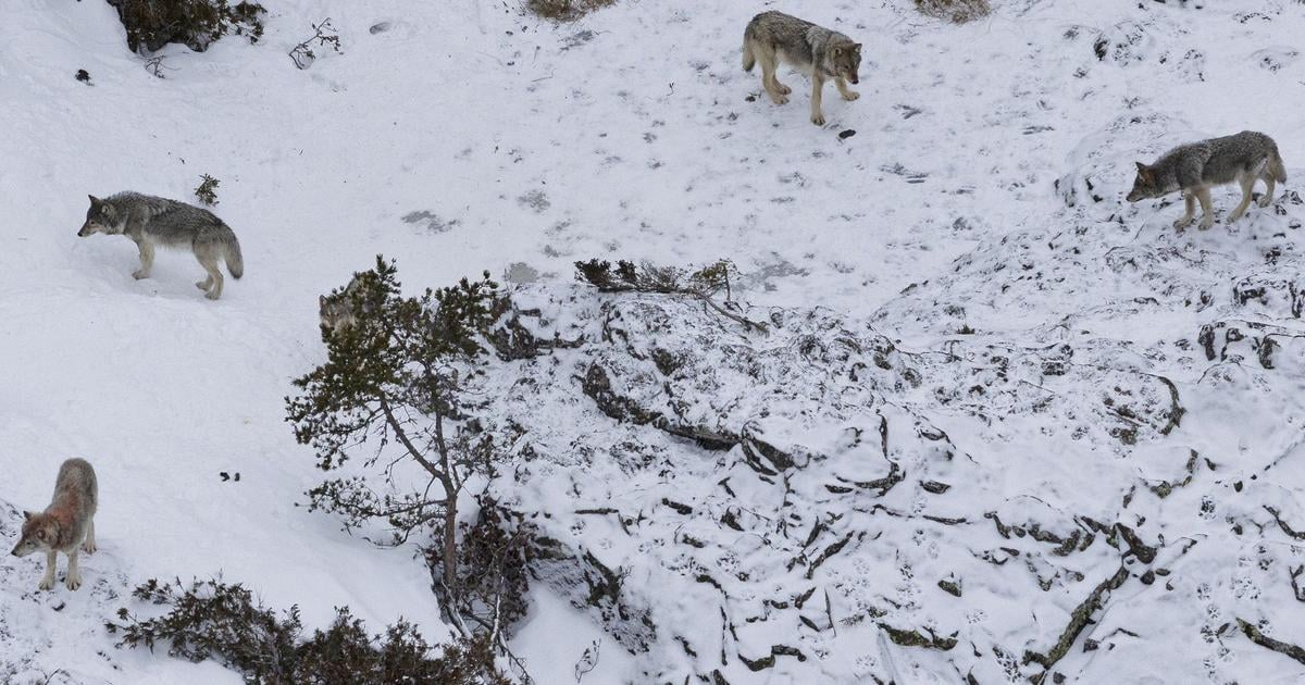Finsko Polovnici na prvy den zrusenia zakazu lovu zabili 12 vlkov
