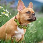 Hlucne dychanie nie je normalne Tieto plemena psov trpia