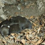 Osirele medviedata z Velkaj Fatry bojuju o prezitie Utoku medvedice sa dalo vyhnut tvrdi Balaz