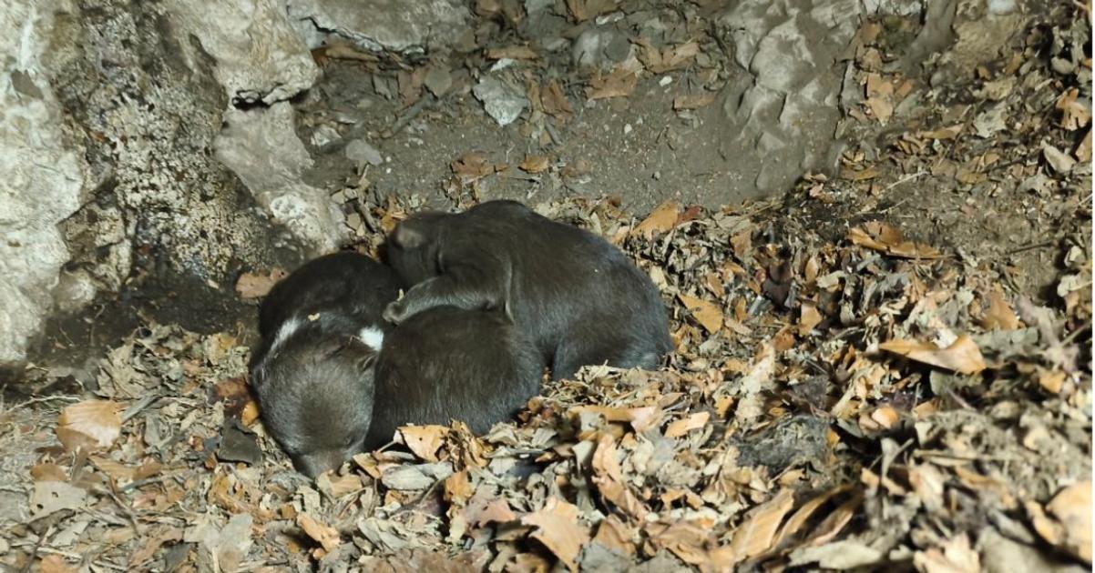 Osirele medviedata z Velkaj Fatry bojuju o prezitie Utoku medvedice sa dalo vyhnut tvrdi Balaz