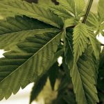 Severomacedonska policia zadrzala 40 ton nelegalnej marihuany