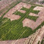 rarita o ktorej ste pravdepodobne netusili statny znak v horovciach vysadil zanieteny dobrovolnik