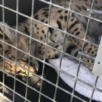 Exoticka selma na dvore domu Vo Hviezdoslavove zasahovala Statna ochrana prirody