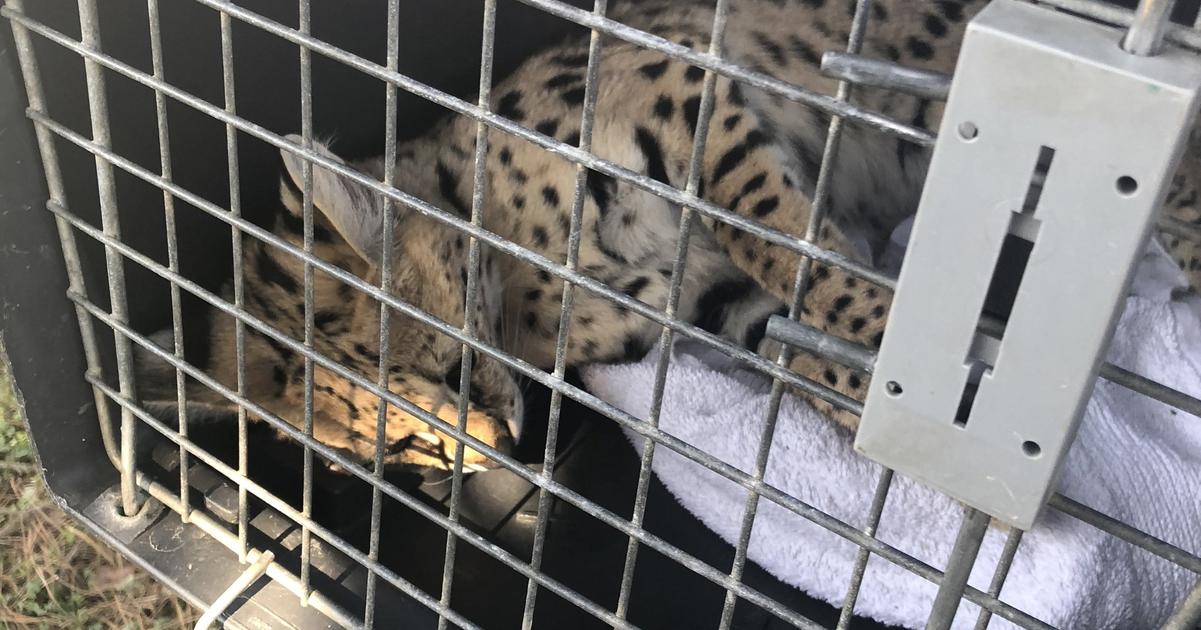 Exoticka selma na dvore domu Vo Hviezdoslavove zasahovala Statna ochrana prirody