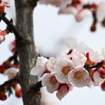 Marhula v slovenskych klimatickych podmienkach zacina kvitnut coraz skor