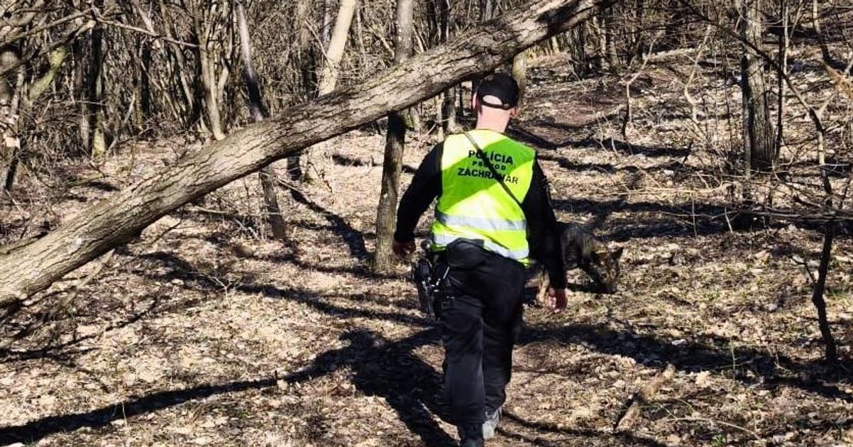 V okoli pohoria Tribec hladaju nezvestneho mladeho muza Policia prehladava aj lesy
