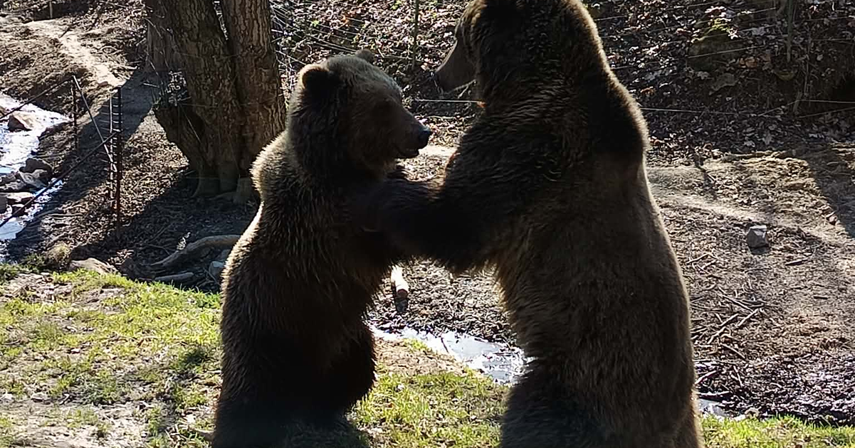 Kosicka zoo zacina jubilejnu sezonu pozva na velkonocny program