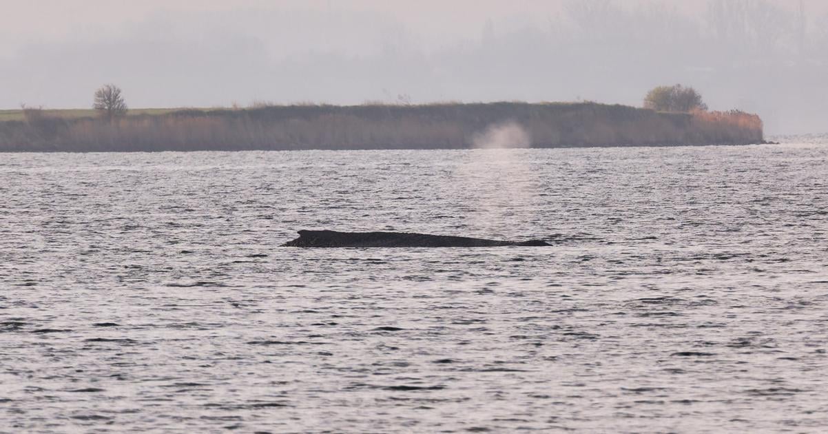 Nemecke urady schvalili poslednu zachrannu akciu pre uviaznuteho vraskavca Timmyho