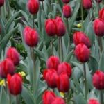 Tulipanovy pochod v Levoci ma zvysit povedomie o Parkinsonovej chorobe