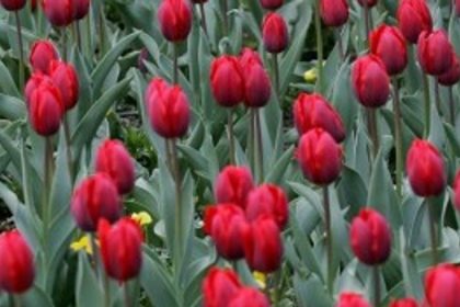 Tulipanovy pochod v Levoci ma zvysit povedomie o Parkinsonovej chorobe