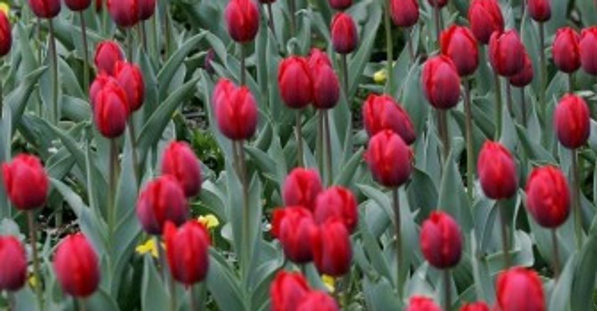 Tulipanovy pochod v Levoci ma zvysit povedomie o Parkinsonovej chorobe