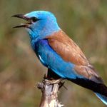 Vtacii spev sa vracia do parkov a miest ornitologovia maju tento rok dovod na oslavu