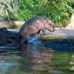 v kolumbii planuju regulovat hrochy po narkobaronovi escobarovi
