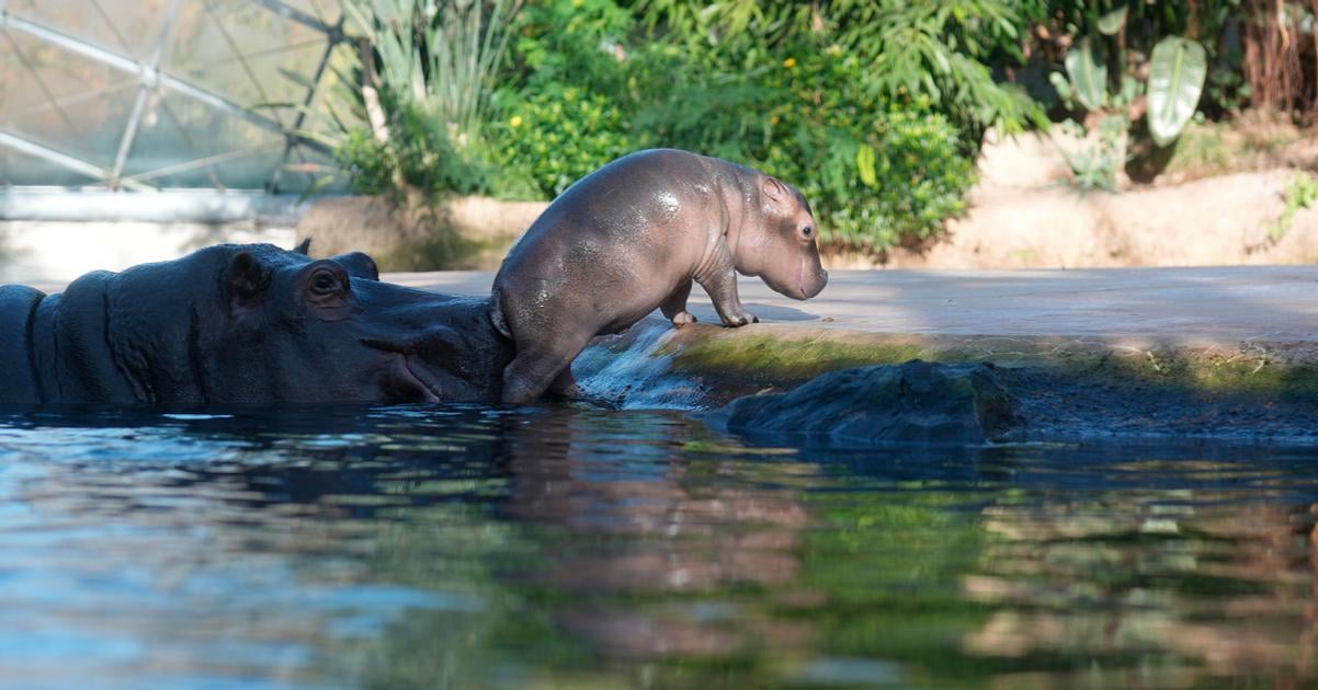 v kolumbii planuju regulovat hrochy po narkobaronovi escobarovi