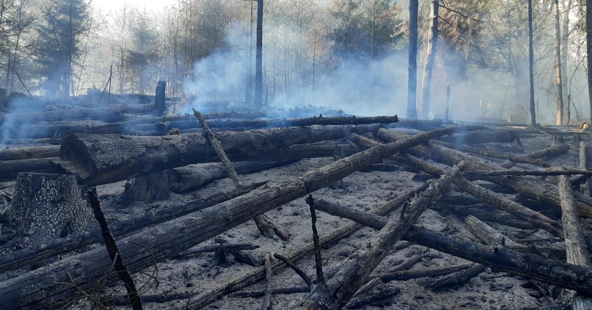 Do likvidacie lesneho poziaru v Ceskom Svajciarsku nasadili 500 hasicov